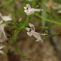 Andrographis paniculata (Burm.f.) Nees